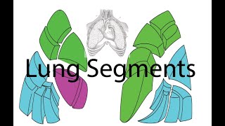 Anatomy of the Lungs  Part 3  Bronchopulmonary Segments [upl. by Brendan]