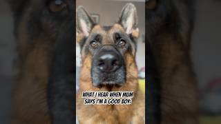 Keep complements coming 😎😂😂 germanshepherd dog comedy funny pets dogs trending shorts [upl. by Annaigroeg]