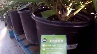 Oleander Plants at Walmart Garden Center [upl. by Aissatan]