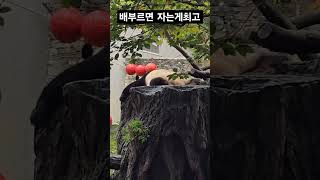 10월30일 아침먹고 꿈나라 여행cutepanda 푸바오 cute animals fubao 루이후이 아이바오 출처深愛福宝的米粉 [upl. by Nahsez]