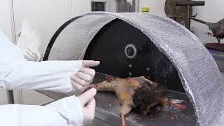 Flying Pheasant Complete Taxidermy Mounting Course step by step  4 Fleshing amp Washing [upl. by Armelda]