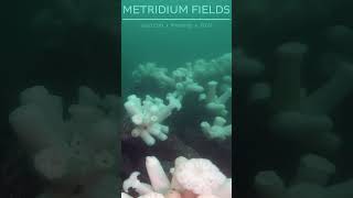 metridium run 4 underwater scubadiving gopro ocean travel monterey metridium [upl. by Justicz]