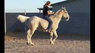 My Arabian Gelding Sam [upl. by Yllah233]