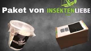 Unboxing einer Mantide  Paket von Insektenliebede [upl. by Sanchez]