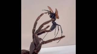 Battle scene  Tarantula Hawk Wasp VS Bird Eating Tarantula [upl. by Anedal655]