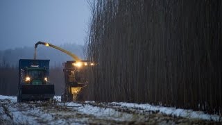 Salix harvesting  salixskörd [upl. by Etnasa898]