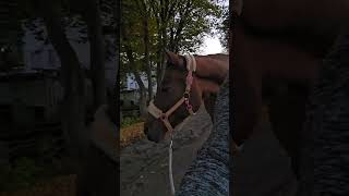 Achtung Blut youtubeshorts equestrian pferde [upl. by Niuqram]