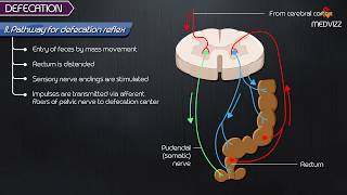 Defecation Reflex pathway animation  Gastrointestinal physiology [upl. by Encratia52]