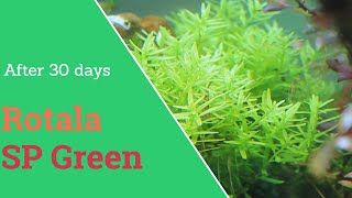 Rotala Sp Green planting and 30 days growing [upl. by Chill]