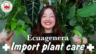 PLANT HAUL  The Correct Way to Acclimate Import Plants [upl. by Biernat854]