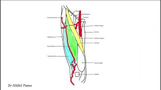 Vascular basis of the ALT Flap [upl. by Ohploda]