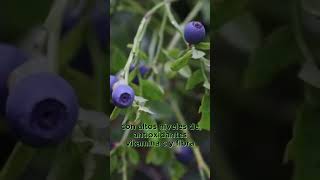 ARANDANOS AZULES  Pequeñas Joyas Para Tu Salud frutas saludnatural arandanos arándanos [upl. by Arukas]