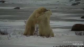 Polar Bears Sparring and Playing Compilation 1152024 exploreorg [upl. by Cudlip]