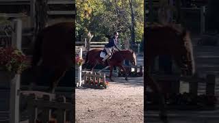 horseridding horseshow equestrian ridding horseriding [upl. by Marjorie]