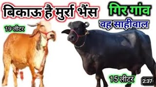 📞6232713826 hamare Yahan per har prakar ka pashu murrah buffalo gircow sahiwal cow sabhi pashu milte [upl. by O'Gowan909]