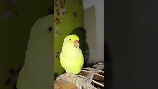 beautiful parrottalkingparrot mitthua singing parrotcut parrot [upl. by Corinna]