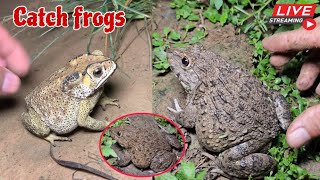 🐸Boing boing catching froggy funny  catch frogs make you laugh  catch frogs for fun part0008 [upl. by Suu]