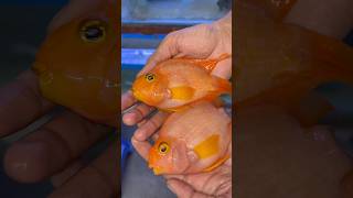 Meri parrot Machli ki growth Hogyi fishpetspetfishaquarium fishtank fishingminivlogpetsvlog [upl. by Noiram]