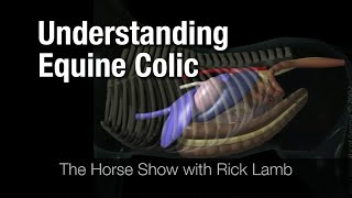 Understanding Equine Colic [upl. by Zeph742]