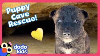 Can Rescuers Save Puppies Stuck In A Cave AND A Tortoise Den  Dodo Kids  Rescued [upl. by Justinian784]