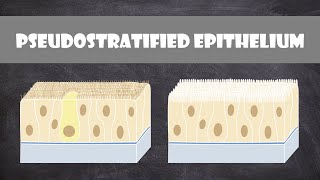 Pseudostratified Columnar Epithelium  Anatomy [upl. by Henke]