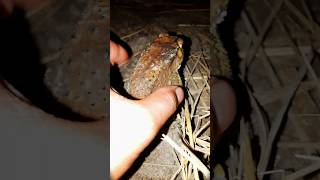 The funniest catching toad at the night 🔥 frog funny comedyvideos shorts funnyshorts toad [upl. by Liuqa765]