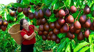 Harvesting Avocado amp Goes To Market Sell  Gardening And Cooking  Lý Tiểu Vân [upl. by Telrahc995]