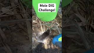 Mole Dig Challenge shorts [upl. by Etterrag86]