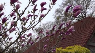 Magnolia liliiflora Susan [upl. by Aneelas]