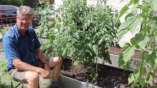 Tomato Pruning for Disease Prevention [upl. by Aihsotal211]