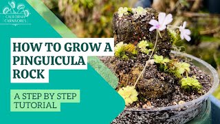 How To Make a Pinguicula Rock Display [upl. by Sev328]