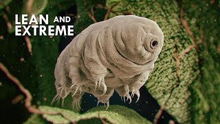 Tardigrades The Most Resilient Animals in the Universe [upl. by Silletram]