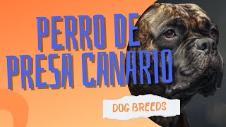 Perro de Presa Canario The Majestic and Powerful Canary Mastiff  Dog Breeds [upl. by Analart]