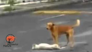 Dog hit by a car guarded by his animal friends [upl. by Shae]