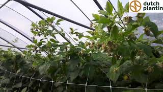 15 Raspberries Tulameen crop in Austria [upl. by Kidder]