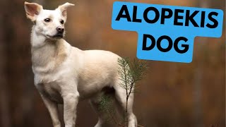 Alopekis Dog  TOP 10 Interesting Facts [upl. by Ley691]