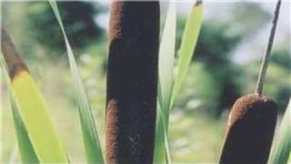 Gardening From Seeds  How to Plant Cattail Seeds [upl. by Ainnek285]