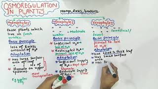 Osmoregulation in plants  mesophytes xerophytes And hydrophytes  Class 12 Biology [upl. by Jackie]