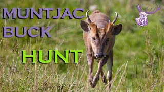 TROPHY MUNTJAC BUCK HUNT [upl. by Bomke]