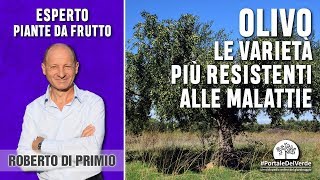 Quali sono le varietà di olivo più resistenti alle malattie [upl. by Leonanie]