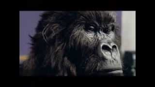 Cadbury Gorilla 90 second commercial [upl. by Dearman]