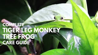 Complete Tiger Leg Monkey Tree Frog Care Guide [upl. by Nairb589]