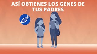 ¿Qué es la meiosis [upl. by Sehcaep]