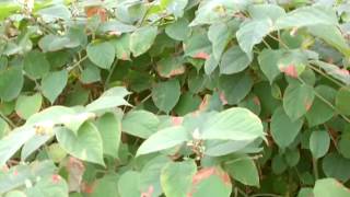 Foraging Japanese knotweed  Fallopia japonica syn Polygonum cuspidatum [upl. by Eemak103]