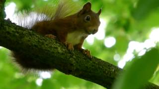 Red Squirrel or Eurasian Red Squirrel Sciurus vulgaris  Eichhörnchen 14 [upl. by Libyc]