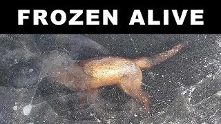 Animals Found Frozen In Ice [upl. by East]