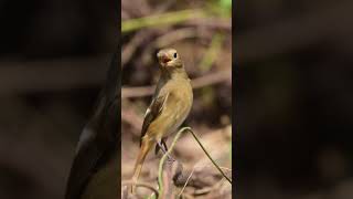 Daurian redstart taiwan kaohsiung birdwatching travel cijin 台灣 高雄 旗津 舊高字塔 黃尾鴝 [upl. by Larual729]