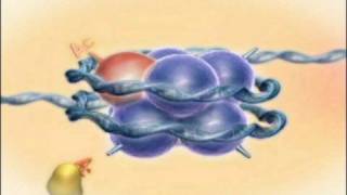 Chromatin Histones and Modifications Rate My Science [upl. by Mclain613]