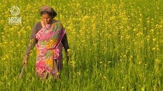 Climate Smart Rice Production [upl. by Katerina199]