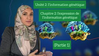 Unité 2chapitre 2l’expression de l’information génétiquegène allèlemutation Partie 1 [upl. by Mari]